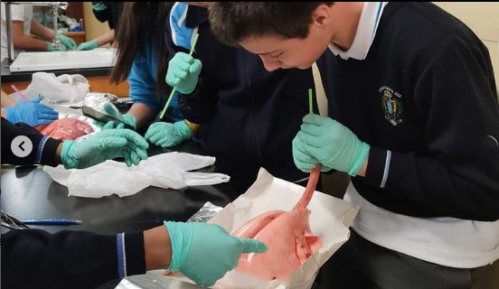 diseccionando 2