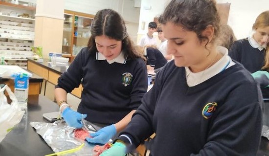 diseccionando 3