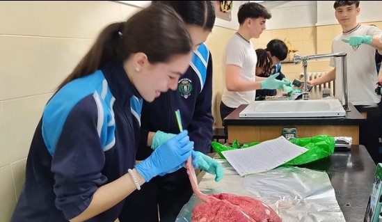 diseccionando 5
