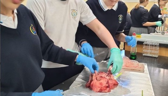 diseccionando 6