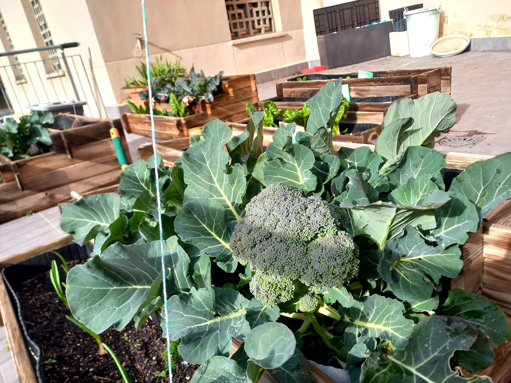 Frutos Huerto 2 12 02 25