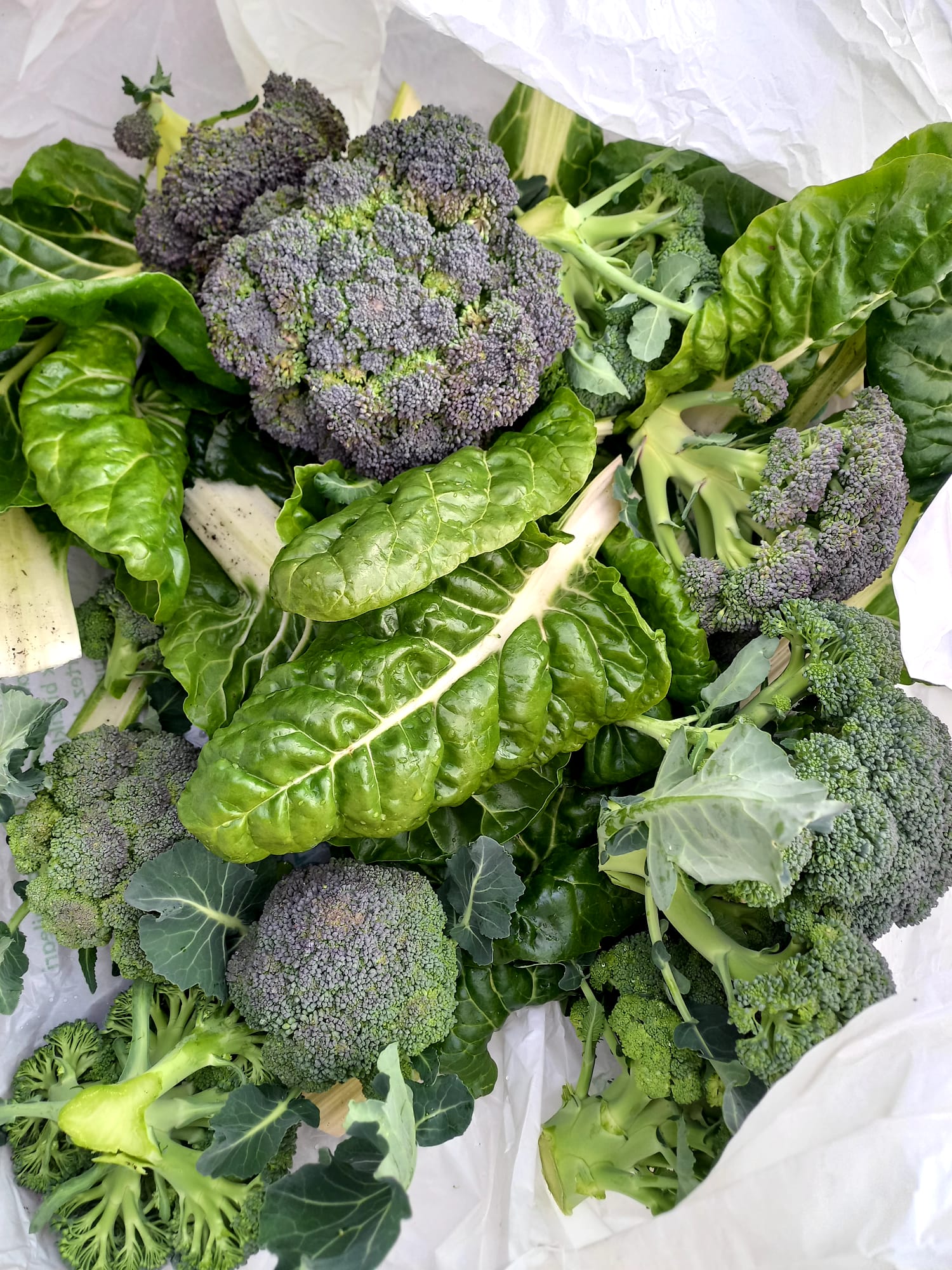 Frutos Huerto 9 12 02 25