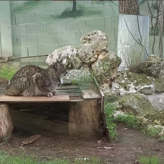Mini Zoo 4