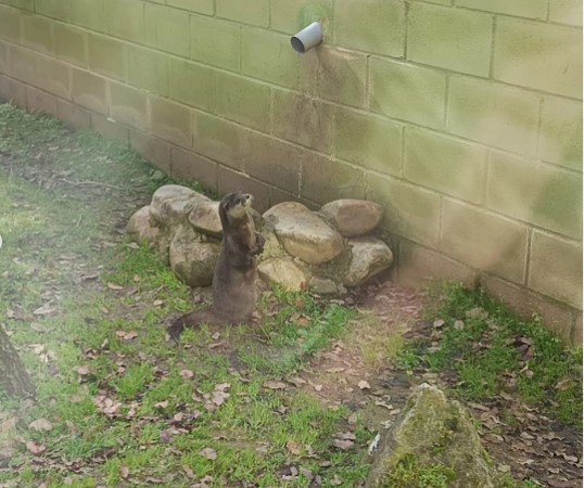 Mini Zoo 5